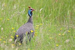 Helmeted Guineafowl